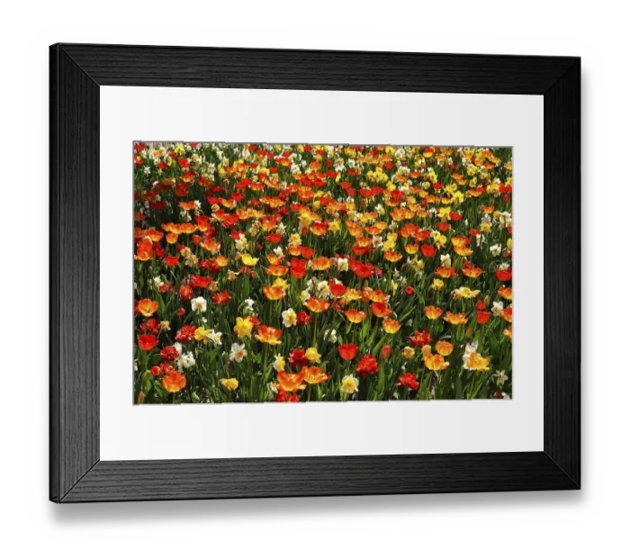 Framed Print : Colourful flower bed with tulips (Tulipa) and daffodils (Narcissus)