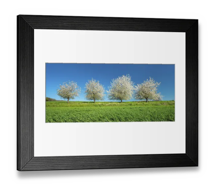 Framed Print : Blossoming cherry trees on a field