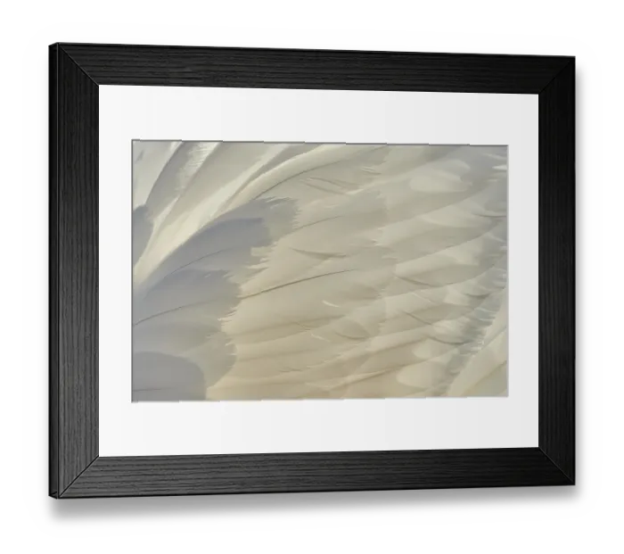 Framed Print : Detail of mute swan (Cygnus olor) feathers
