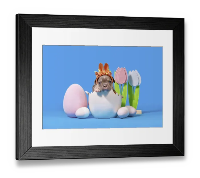 Framed Print : French Bulldog dog puppy with Easter bunny ears sitting in egg shell on blue background Framed Print : French Bulldog dog puppy with Easter bunny ears sitting in egg shell on blue background