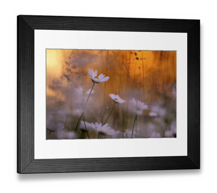 Framed Print : Daisies (Leucanthemum) on a flower meadow Framed Print : Daisies (Leucanthemum) on a flower meadow