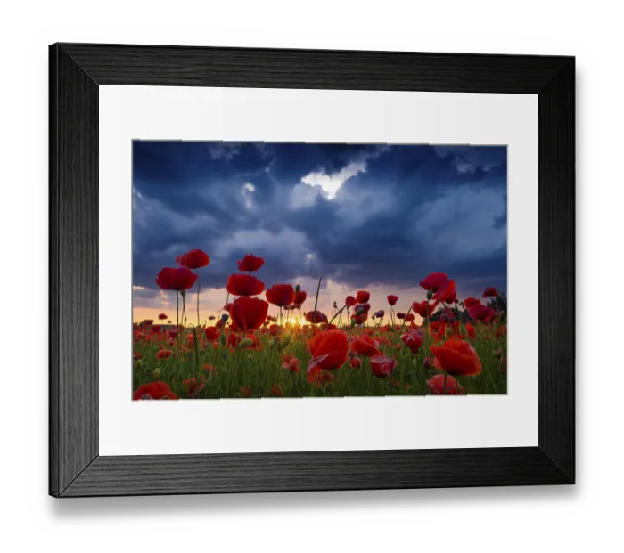 Framed Print : Poppies (Papaver), flowers against a stormy sky Framed Print : Poppies (Papaver), flowers against a stormy sky