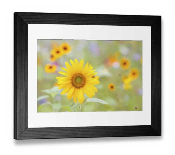 Framed Print : Sunflower (Helianthus annuus), in front of a summer flower meadow Framed Print : Sunflower (Helianthus annuus), in front of a summer flower meadow