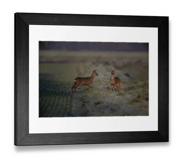 Framed Print : Deer (Capreolus capreolus), Emsland Framed Print : Deer (Capreolus capreolus), Emsland