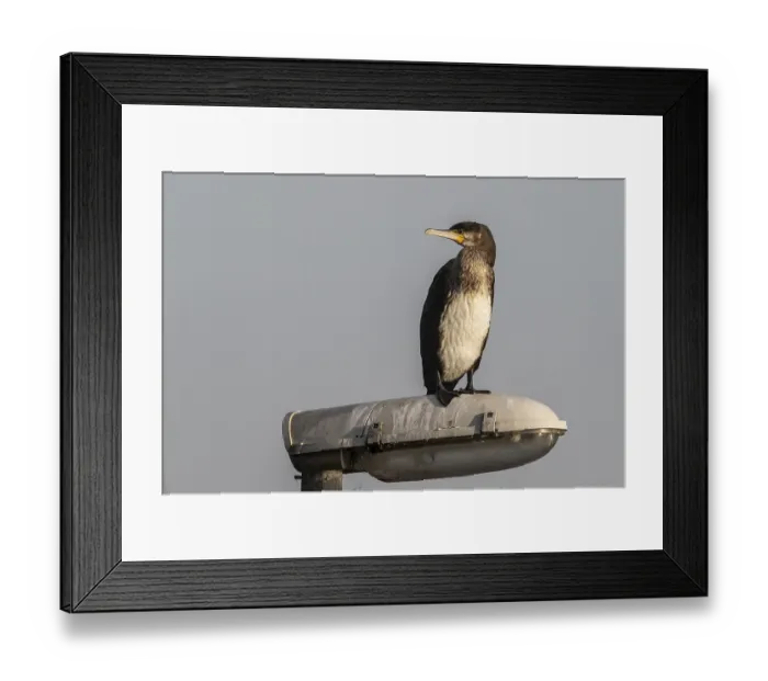 Framed Print : Young cormorant (Phalacrocorax carbo) on a lantern Framed Print : Young cormorant (Phalacrocorax carbo) on a lantern