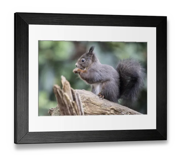 Framed Print : Squirrel (Sciurus vulgaris), Emsland