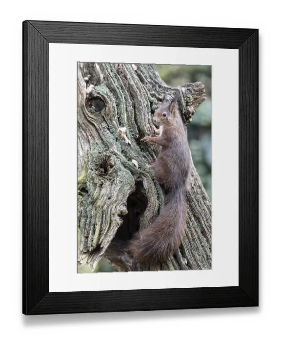 Framed Print : Squirrel (Sciurus vulgaris), Emsland
