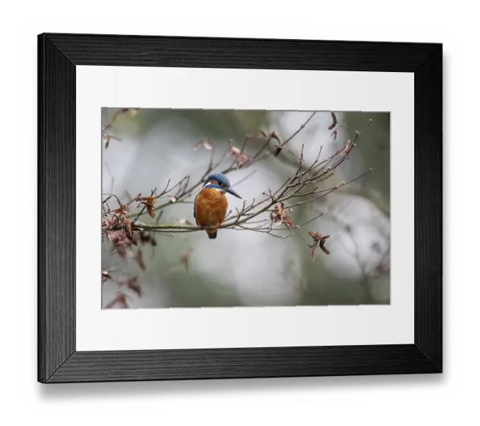 Framed Print : Kingfisher (Alcedo atthis), Emsland