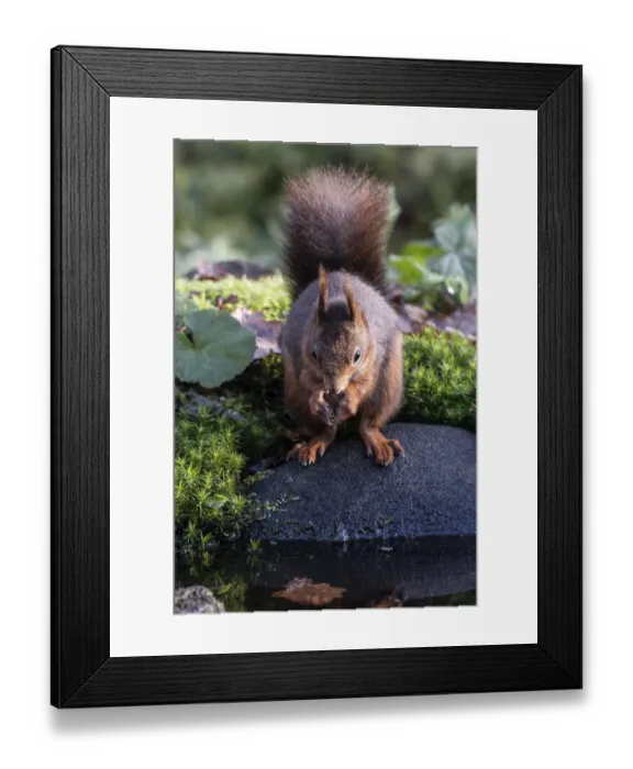 Framed Print : Squirrel (Sciurus vulgaris), Emsland
