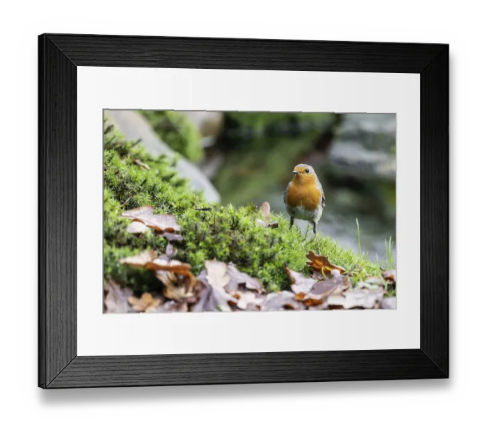 Framed Print : Robin (Erithacus rubecula), Emsland