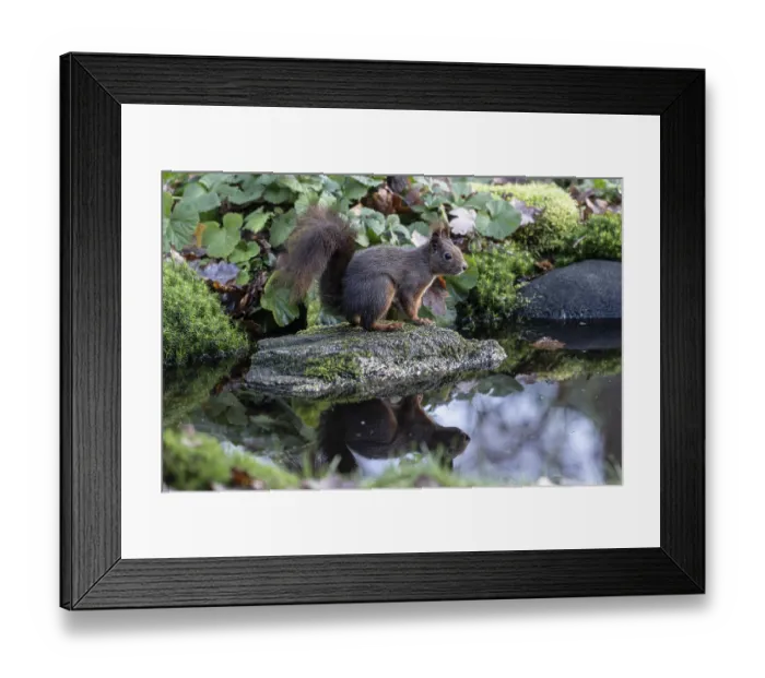 Framed Print : Squirrel (Sciurus vulgaris), Emsland Framed Print : Squirrel (Sciurus vulgaris), Emsland