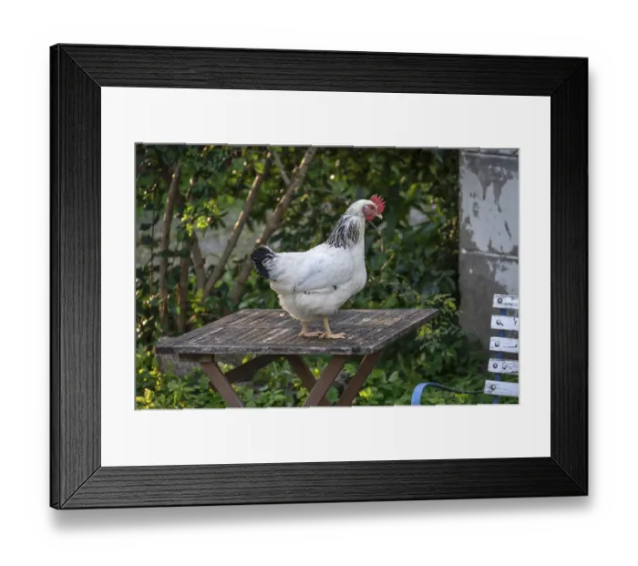 Framed Print : A white hen (Gallus gallus domesticus) on a garden table