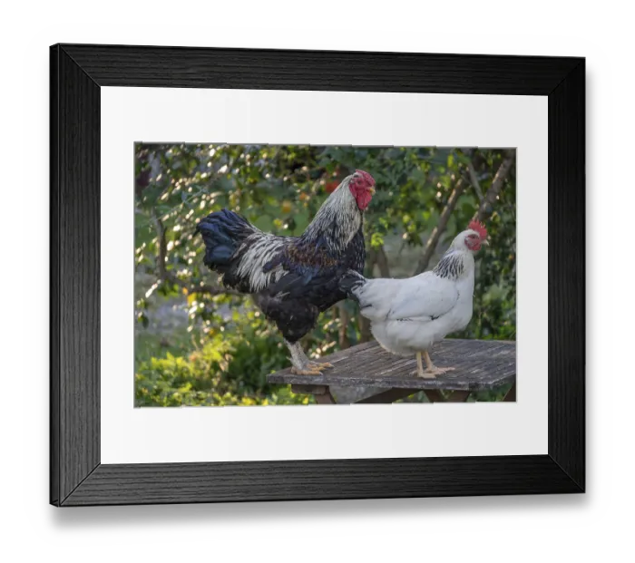 Framed Print : Rooster and hen (Gallus gallus domesticus) on a garden table