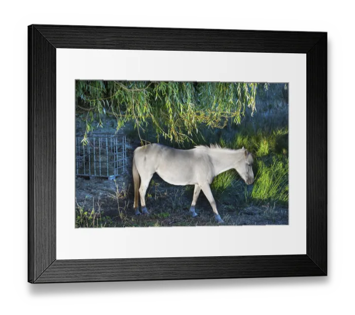 Framed Print : White mare grazing in reeds, Othenstorf