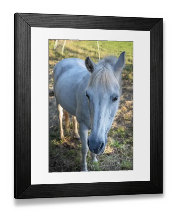 Framed Print : Horse, mold in the pasture, Othenstorf Framed Print : Horse, mold in the pasture, Othenstorf