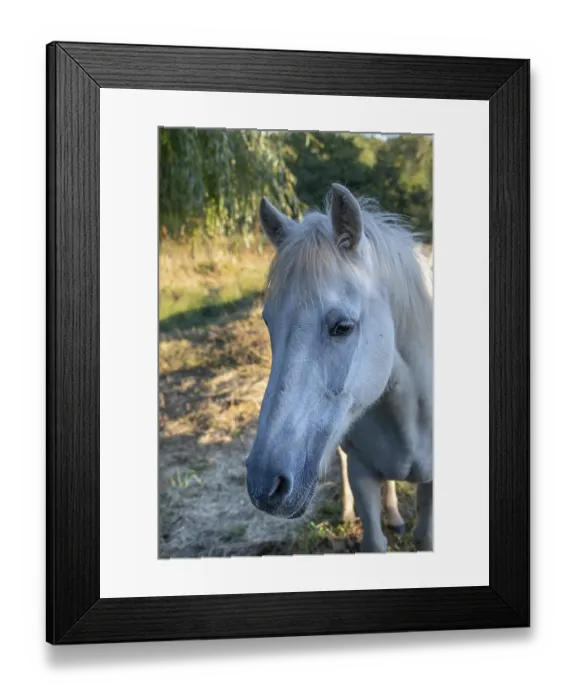 Framed Print : Horse, portrait of a mold in the pasture