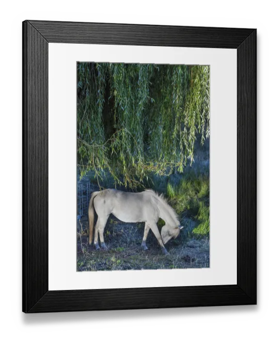 Framed Print : Horse, mold under a willow tree (Salix)