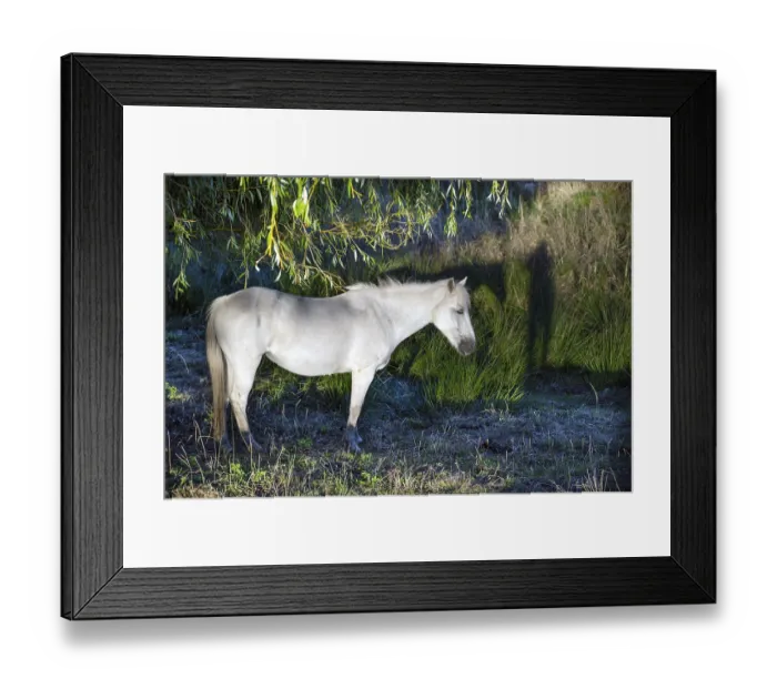 Framed Print : White mare under a willow (Salix) on a moor Framed Print : White mare under a willow (Salix) on a moor