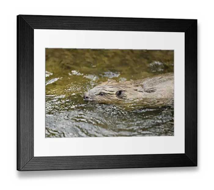 Framed Print : Eurasian beaver, European beaver (Castor fiber) Framed Print : Eurasian beaver, European beaver (Castor fiber)