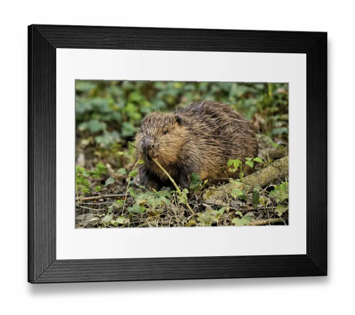 Framed Print : Eurasian beaver, European beaver (Castor fiber)