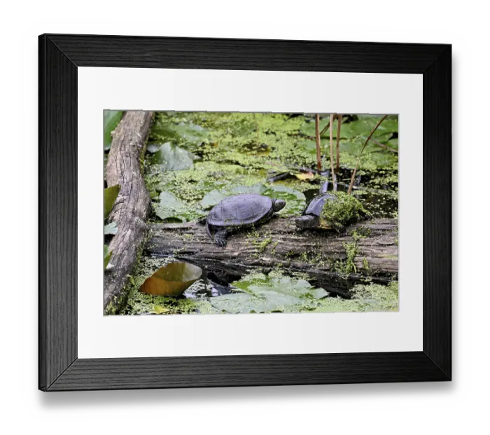 Framed Print : Two European pond turtles (Emys orbicularis) sitting on tree trunk
