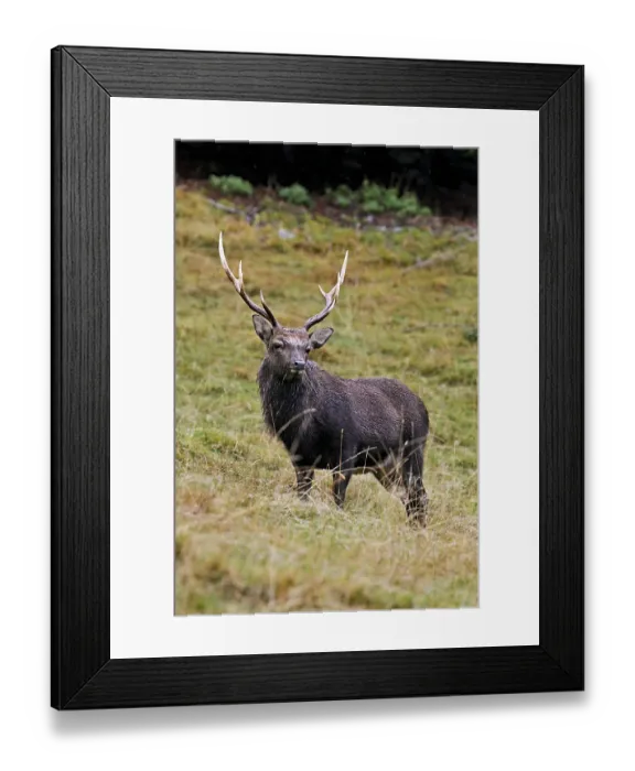 Framed Print : Sika deer (Cervus nippon) standing in meadow