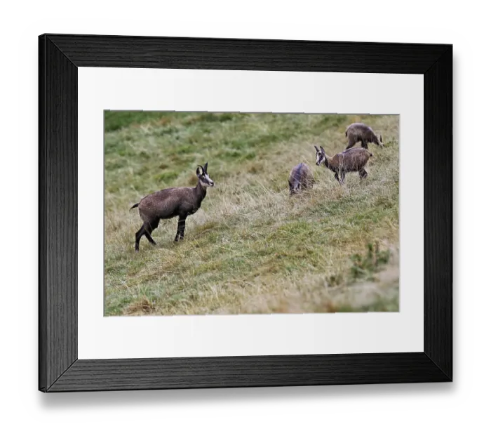 Framed Print : A group of chamois (Rupicapra rupicapra) standing in a meadow Framed Print : A group of chamois (Rupicapra rupicapra) standing in a meadow