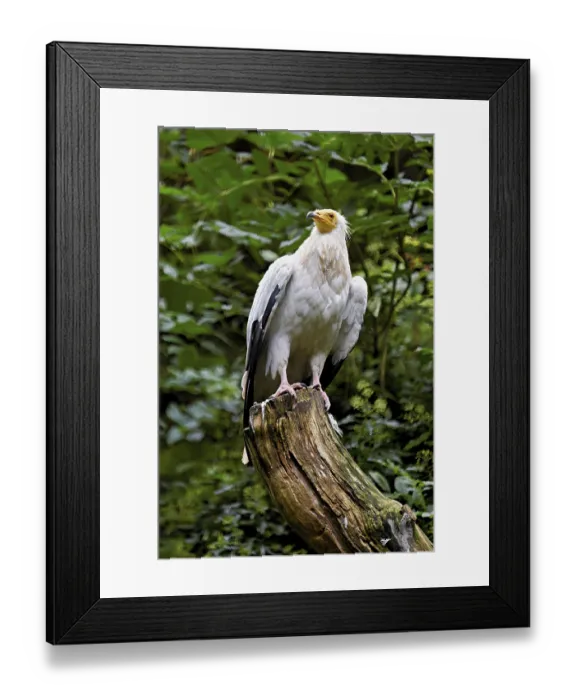 Framed Print : Dirty vulture (Neophron percnopterus) sitting on tree stump
