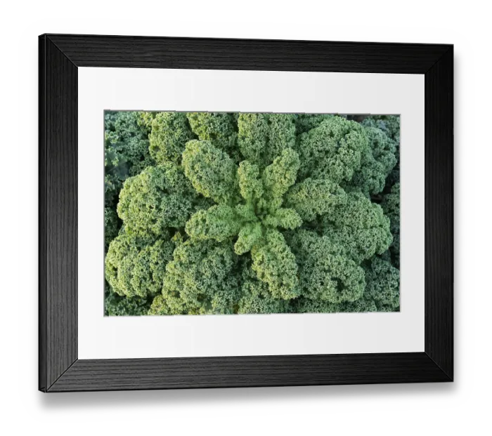 Framed Print : Curly kale (Brassica oleracea) Framed Print : Curly kale (Brassica oleracea)