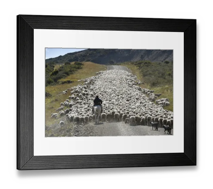 Framed Print : Gaucho on horseback drives huge flocks of sheep Framed Print : Gaucho on horseback drives huge flocks of sheep