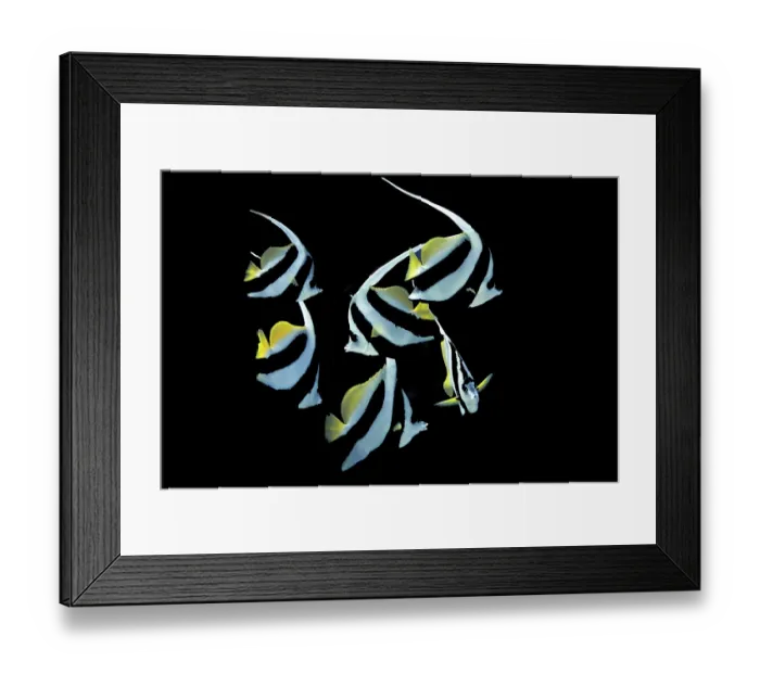 Framed Print : Pennant Coralfish or Longfin Bannerfish (Heniochus acuminatus)