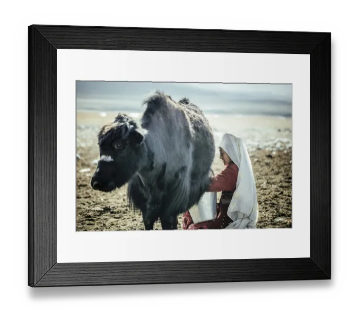 Framed Print : Woman milking a yak, Kyrgyz nomad