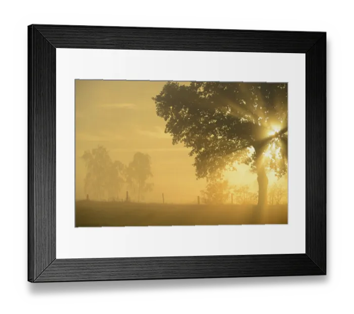 Framed Print : Sun rays in a tree, Dingdener Heide