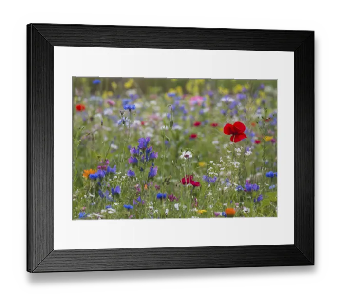 Framed Print : Summer meadow, Germany Framed Print : Summer meadow, Germany