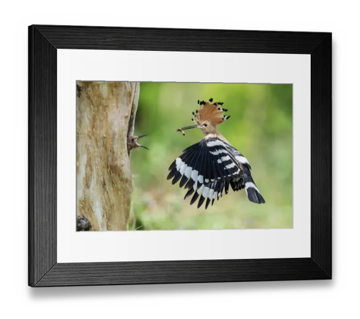 Framed Print : Hoopoe (Upupa epops) approaching nesting hole while feeding a young bird Framed Print : Hoopoe (Upupa epops) approaching nesting hole while feeding a young bird