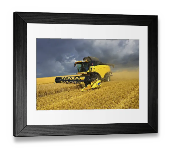 Framed Print : Combine harvester in cornfield harvests barley