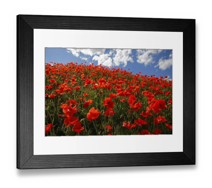 Framed Print : Corn poppy (Papaver rhoeas) on a slope