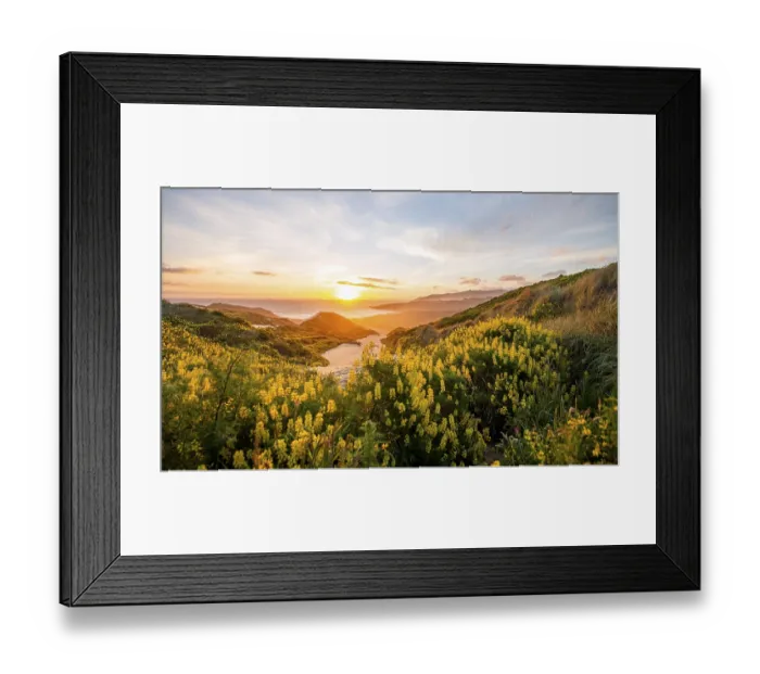 Framed Print : Sunset, Yellow Lupines (Lupinus luteus) on sand dunes