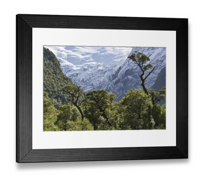 Framed Print : El Bosque Encantado, enchanted or Charmed Forest with Queulat Glacier