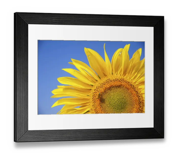 Framed Print : Inflorescence of a Sunflower (Helianthus annuus) with a Honey Bee (Apis mellifera) Framed Print : Inflorescence of a Sunflower (Helianthus annuus) with a Honey Bee (Apis mellifera)