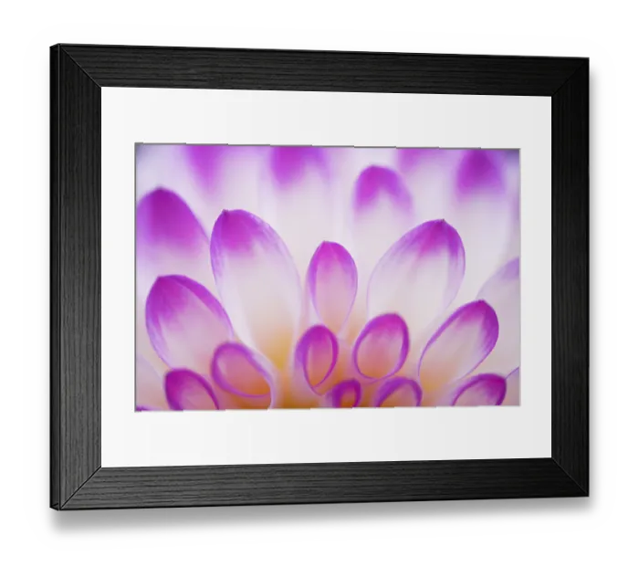 Framed Print : Decorative Dahlia (Dahlia) variety Martina