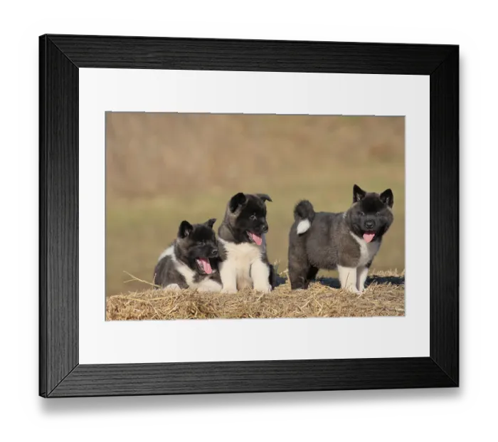 Framed Print : American Akita puppies (Canis lupus familiaris)