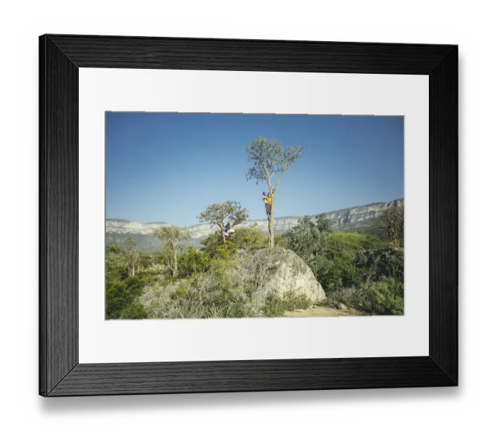 Framed Print : Incense farmer Said during the incense harvest