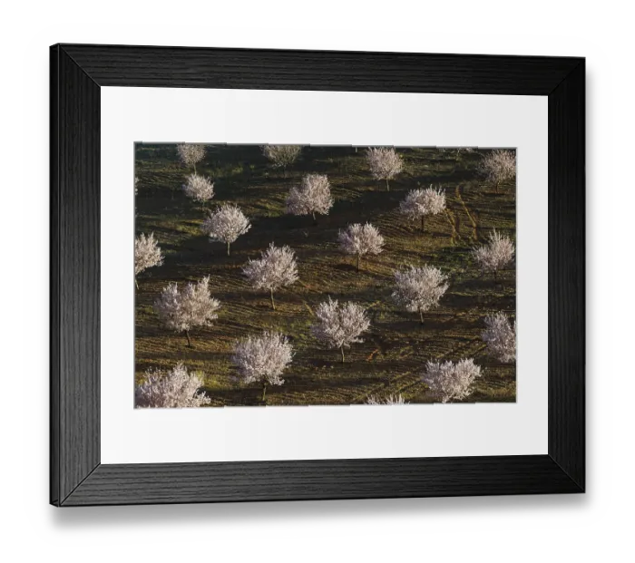 Framed Print : Cultivated Almond trees (Prunus dulcis) in full blossom Framed Print : Cultivated Almond trees (Prunus dulcis) in full blossom