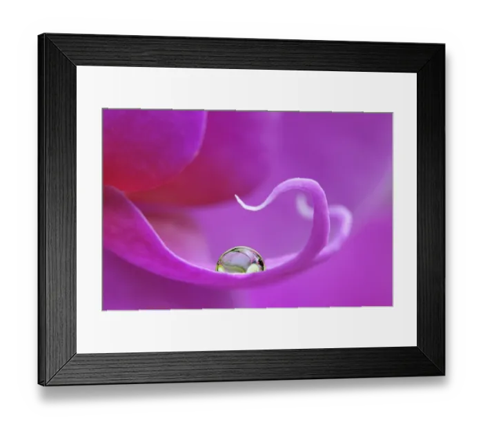 Framed Print : Water drop on violet orchid (Phalaenopsis)