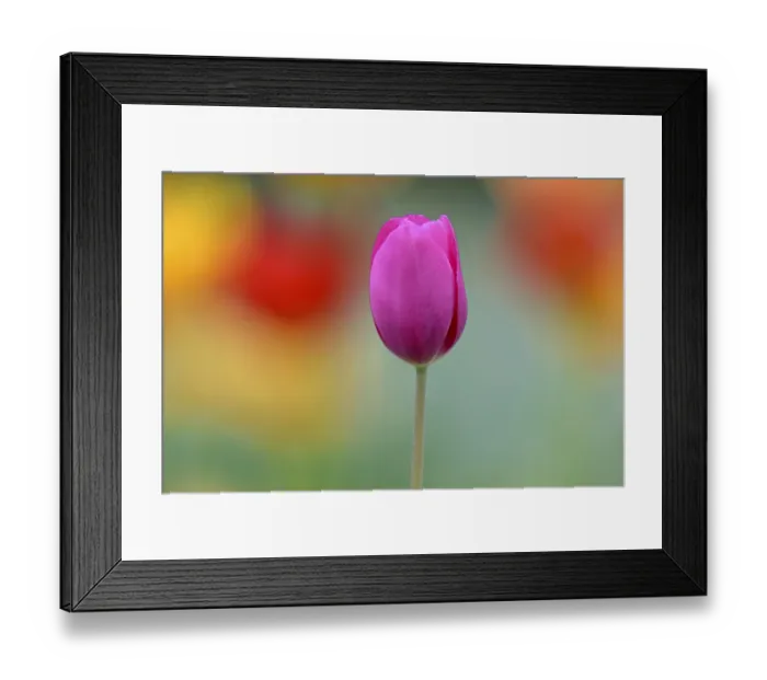 Framed Print : Violet Tulip (Tulipa), blurred colorful in the background