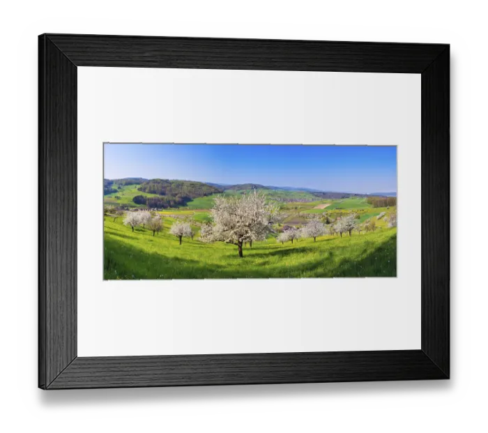 Framed Print : Panorama, flowering cherry trees (Prunus)