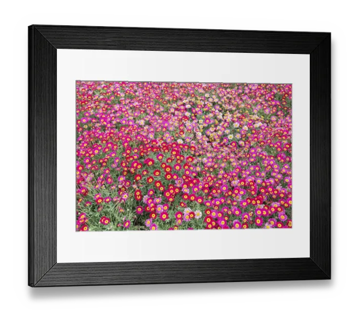 Framed Print : Pink Marguerites (Argyranthemum frutescens)