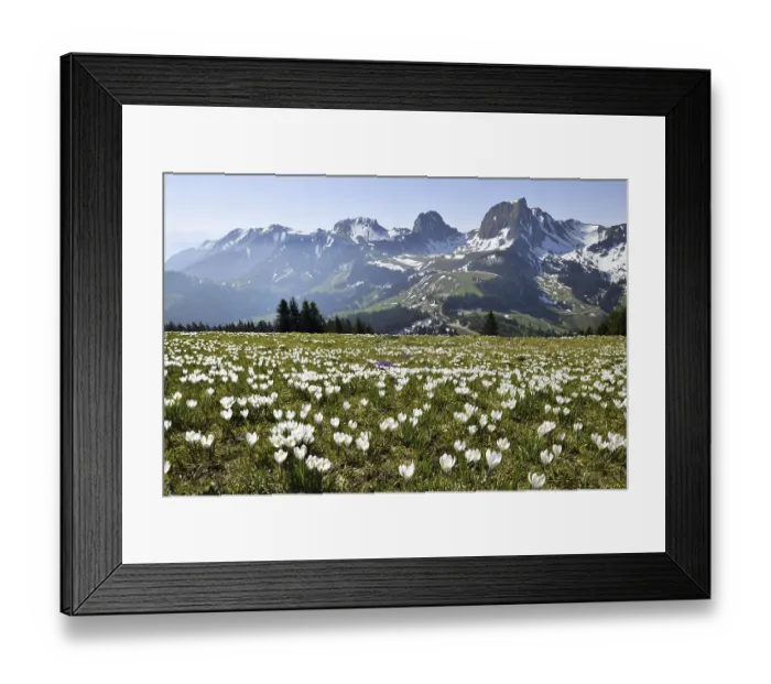 Framed Print : Sea of flowers, blooming white crocuses (Crocus vernus) in spring