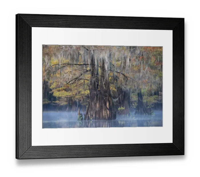 Framed Print : Bald cypresses (Taxodium distichum) in autumn with Spanish moss (Tillandsia usneoides)